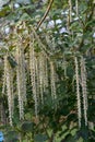 Coast silk-tassel, Garrya elliptica, a flowering shrub